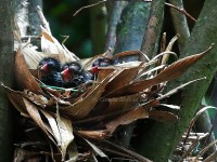 /album/uccelli/gallinella-d-acqua-piccoli-jpg/
